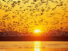 Природа