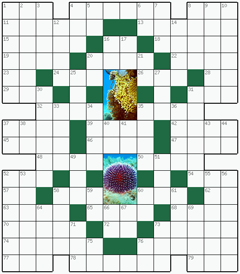 Кроссворд №254: КОРАЛЛ
 Сетка кроссворда: 14х16
