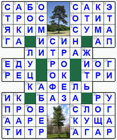 Ответы на классический онлайн Кроссворд №153: СОСНА