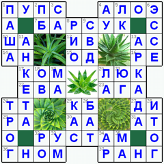 Ответы на классический онлайн Кроссворд №50: АЛОЭ