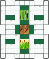 Классический кроссворд №51: КАМЫШ