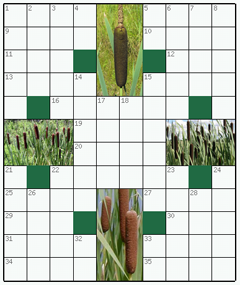 Распечатать бесплатно классический Кроссворд №78: КАМЫШ