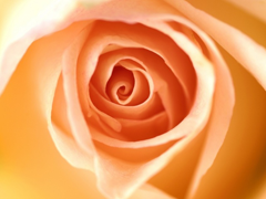 Пазлы онлайн. Картинка №242: Кремовая роза
 Размер картинки: 640х480

