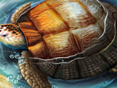 Пазлы онлайн. Пазл №297: Морская черепаха