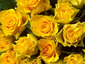 Пазлы онлайн. Пазл №42: Желтые розы