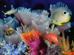 Пазлы онлайн. Картинка №43: Морской аквариум
 Размер картинки: 640х480
