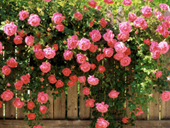 Пазлы онлайн. Пазл №467: Розовые розы