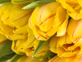 Пазлы онлайн. Пазл №470: Желтые тюльпаны