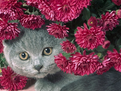 Пазлы онлайн. Картинка №487: Цветочный кот
 Размер картинки: 640х480
