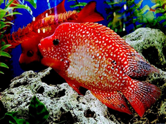 Пазлы онлайн. Картинка №50: Красная рыбка
 Размер картинки: 800х600
