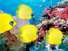 Пазлы онлайн. Картинка №683: Океанский аквариум
 Размер картинки: 640х480
