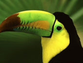 Пазлы онлайн. Пазл №787: Зеленый попугай