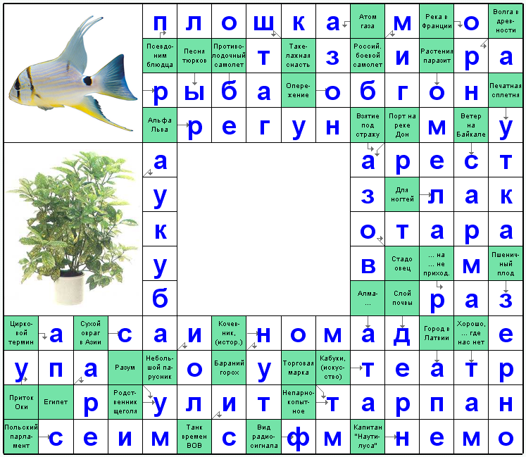 Ответы на скандинавский онлайн Сканворд №45: Аукуба